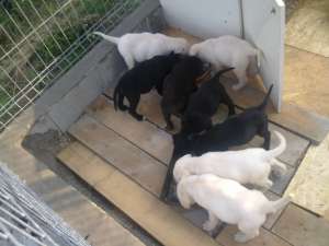 Vand pui Labrador