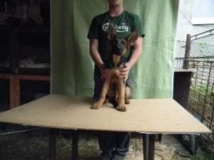 Ciobanesc german cu pedigree,  4 luni