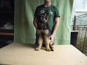 Ciobanesc german cu pedigree,  4 luni
