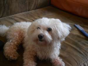 Caut femela Bichon bolognez