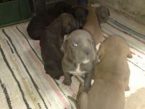 pui cane corso de vanzare