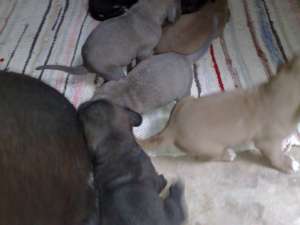 pui cane corso de vanzare