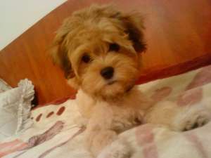 BICHON HAVANEZ