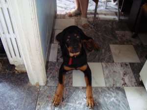 vand rottweailer si husky