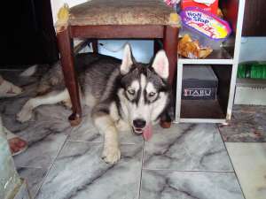 vand rottweailer si husky
