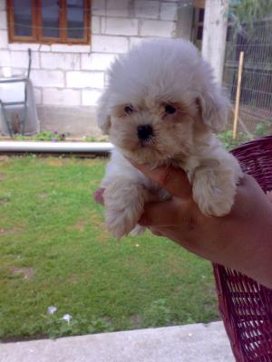 BICHON FRISE
