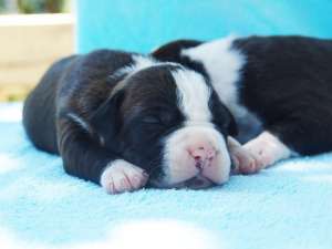 Pui AMSTAFF de vanzare