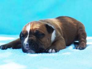 Pui AMSTAFF de vanzare