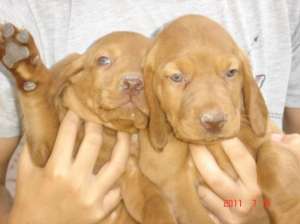 Vand catei de Vizsla Maghiara
