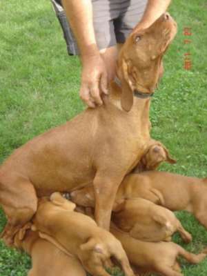Vand catei de Vizsla Maghiara