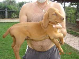 Vand catei de Vizsla Maghiara