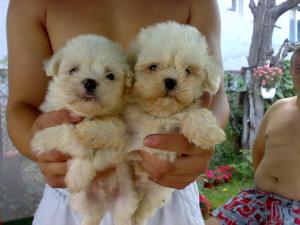 BICHON FRISE