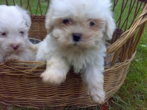 BICHON FRISE