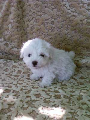 SUPER EXEMPLAR BICHON MALTEZ