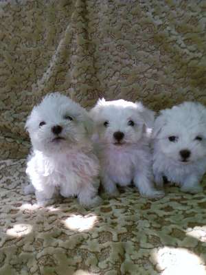 SUPER EXEMPLAR BICHON MALTEZ