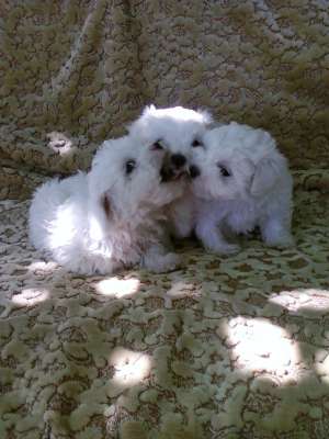 SUPER EXEMPLAR BICHON MALTEZ
