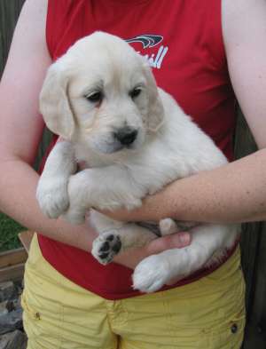 golden retriever de vanzare