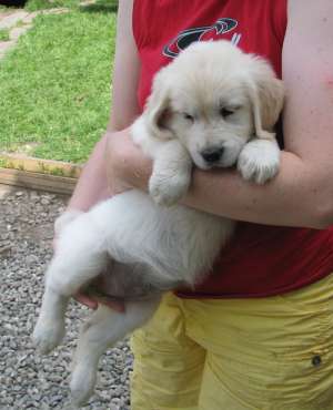 golden retriever de vanzare