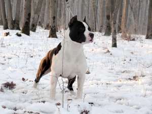 VAND PUI AMSTAFF CU PEDIGREE