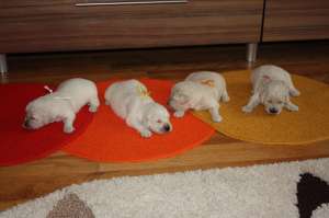 GOLDEN RETRIEVER CALITATE