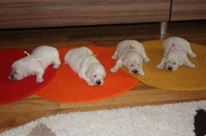 GOLDEN RETRIEVER CALITATE