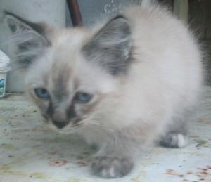 Vand pui pisic BIRMANEZ!