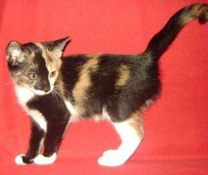 Callie,  o pisicuta ca o acuarela, mica si simpatica