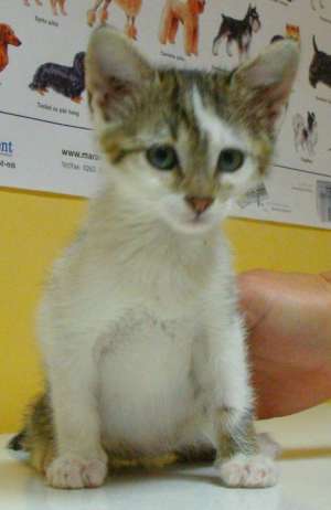 Sparky,  un tigrat foarte haios