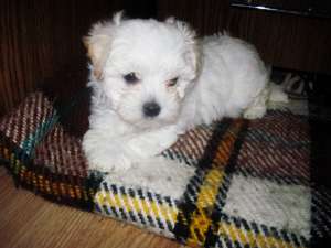 Vand pui Bichon ( femela ) - 160 Euro