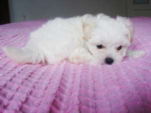 Vand pui Bichon ( femela ) - 160 Euro