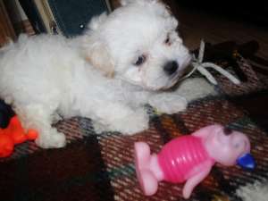 Vand pui Bichon ( femela ) - 160 Euro