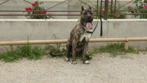 Femela presa canario  pret negociabil
