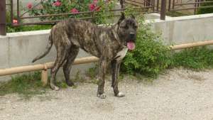 Presa Canario