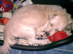 Bichon maltese corcitura