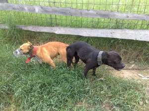Vand Pui Pitt Bull