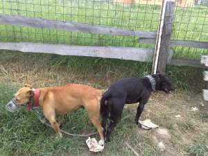 Vand Pui Pitt Bull