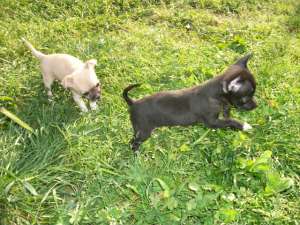 VAND CHIHUAHUA