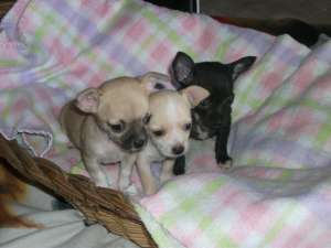 VAND CHIHUAHUA