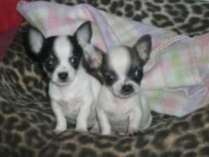 VAND CHIHUAHUA