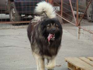 vand mascul ciob caucazian