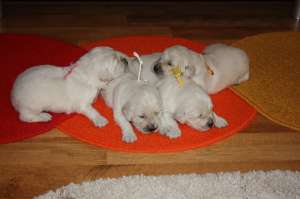 GOLDEN RETRIEVER BRITISH CREAM