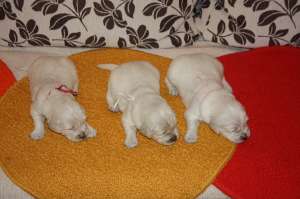 GOLDEN RETRIEVER BRITISH CREAM