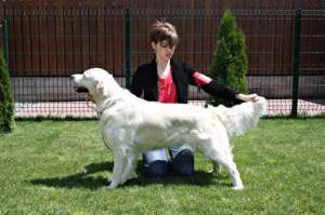 GOLDEN RETRIEVER BRITISH CREAM