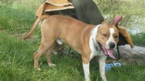 monta amstaff