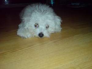 Vand Pui Bishon Frise !!!