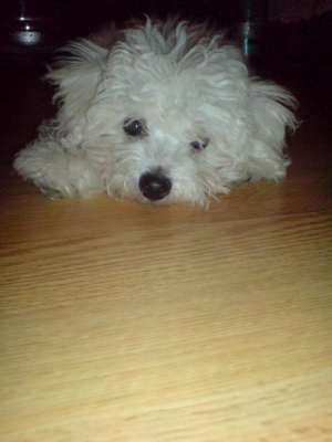 Vand Pui Bishon Frise !!!