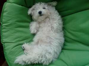 Vand Pui Bishon Frise !!!