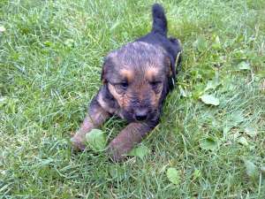Catei de vanatoare Airedale Terrier
