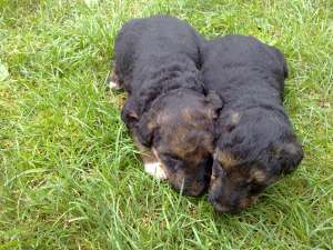 Catei de vanatoare Airedale Terrier