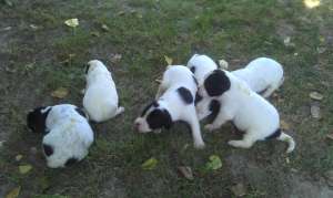 6 catelusi din rasa English Pointer in cautare de noi stapani